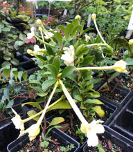 Load image into Gallery viewer, Plants Lady of the Night Brunfelsia americana Pint Plant Southern Flower Garden Southern Flower Garden