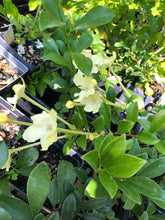 Load image into Gallery viewer, Plants Lady of the Night Brunfelsia americana Pint Plant Southern Flower Garden Southern Flower Garden