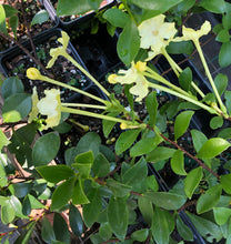 Load image into Gallery viewer, Plants Lady of the Night Brunfelsia americana Pint Plant Southern Flower Garden Southern Flower Garden