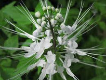 Load image into Gallery viewer, Cat Whiskers White or Orthosiphon Stameneus Java Tea Pint Plant Southern Flower Garden Southern Flower Garden