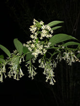 Load image into Gallery viewer, Cestrum nocturnum fragrant Night Blooming Jasmine Pint Plant Southern Flower Garden Southern Flower Garden