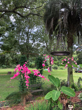 Load image into Gallery viewer, Antigonon leptopus Pink Chinese Love Vine Pint Plant Southern Flower Garden Southern Flower Garden