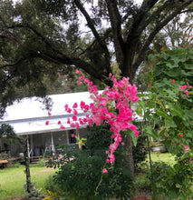 Load image into Gallery viewer, Antigonon leptopus Pink Chinese Love Vine Pint Plant Southern Flower Garden Southern Flower Garden