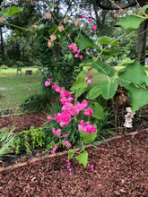 Load image into Gallery viewer, Antigonon leptopus Pink Chinese Love Vine Pint Plant Southern Flower Garden Southern Flower Garden