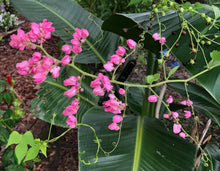 Load image into Gallery viewer, Antigonon leptopus Pink Chinese Love Vine Pint Plant Southern Flower Garden Southern Flower Garden