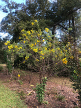 Load image into Gallery viewer, Cassia bicapsularis Christmas Senna Pint Plant Southern Flower Garden Southern Flower Garden