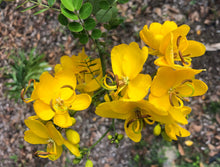 Load image into Gallery viewer, Cassia bicapsularis Christmas Senna Pint Plant Southern Flower Garden  Southern Flower Garden
