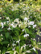 Load image into Gallery viewer, Plants Musical Notes Clerodendrum incisum Quart Plant Southern Flower Garden Southern Flower Garden