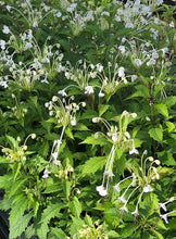 Load image into Gallery viewer, Plants Musical Notes Clerodendrum incisum Quart Plant Southern Flower Garden Southern Flower Garden