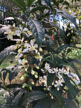 Load image into Gallery viewer, Clerodendrum wallichii Bridal Veil Pint Plant Southern Flower Garden Southern Flower Garden