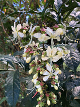 Load image into Gallery viewer, Clerodendrum wallichii Bridal Veil Pint Plant Southern Flower Garden Southern Flower Garden