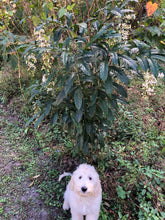 Load image into Gallery viewer, Clerodendrum wallichii Bridal Veil Pint Plant Southern Flower Garden Southern Flower Garden