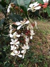 Load image into Gallery viewer, Clerodendrum wallichii Bridal Veil Pint Plant Southern Flower Garden Southern Flower Garden