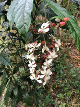 Load image into Gallery viewer, Clerodendrum wallichii Bridal Veil Pint Plant Southern Flower Garden Southern Flower Garden