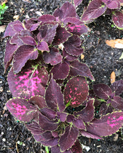 Load image into Gallery viewer, Coleus Merlot or Solenostemon scutellarioides Pint Plant Southern Flower Garden Southern Flower Garden