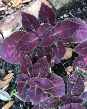 Load image into Gallery viewer, Coleus Merlot or Solenostemon scutellarioides Pint Plant Southern Flower Garden Southern Flower Garden