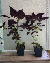 Load image into Gallery viewer, Coleus Merlot or Solenostemon scutellarioides Pint Plant Southern Flower Garden Southern Flower Garden