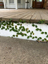 Load image into Gallery viewer, Creeping Fig or Ficus Pumila Pint Plant Southern Flower Garden Southern Flower Garden