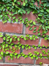 Load image into Gallery viewer, Creeping Fig or Ficus Pumila Pint Plant Southern Flower Garden Southern Flower Garden