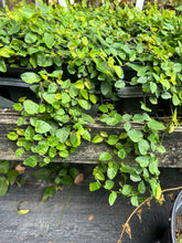 Load image into Gallery viewer, Creeping Fig or Ficus Pumila Pint Plant Southern Flower Garden Southern Flower Garden