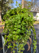 Load image into Gallery viewer, Creeping Jenny or Lysimachia nummularia Pint Plant Southern Flower Garden Southern Flower Garden