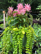 Load image into Gallery viewer, Justicia carnea or Flamingo Flower Plant Southern Flower Garden Southern Flower Garden