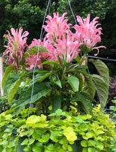 Load image into Gallery viewer, Justicia carnea or Flamingo Flower Plant Southern Flower Garden Southern Flower Garden