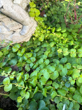 Load image into Gallery viewer, Creeping Jenny Ground Cover or Lysimachia nummularia Pint Plant Southern Flower Garden Southern Flower Garden