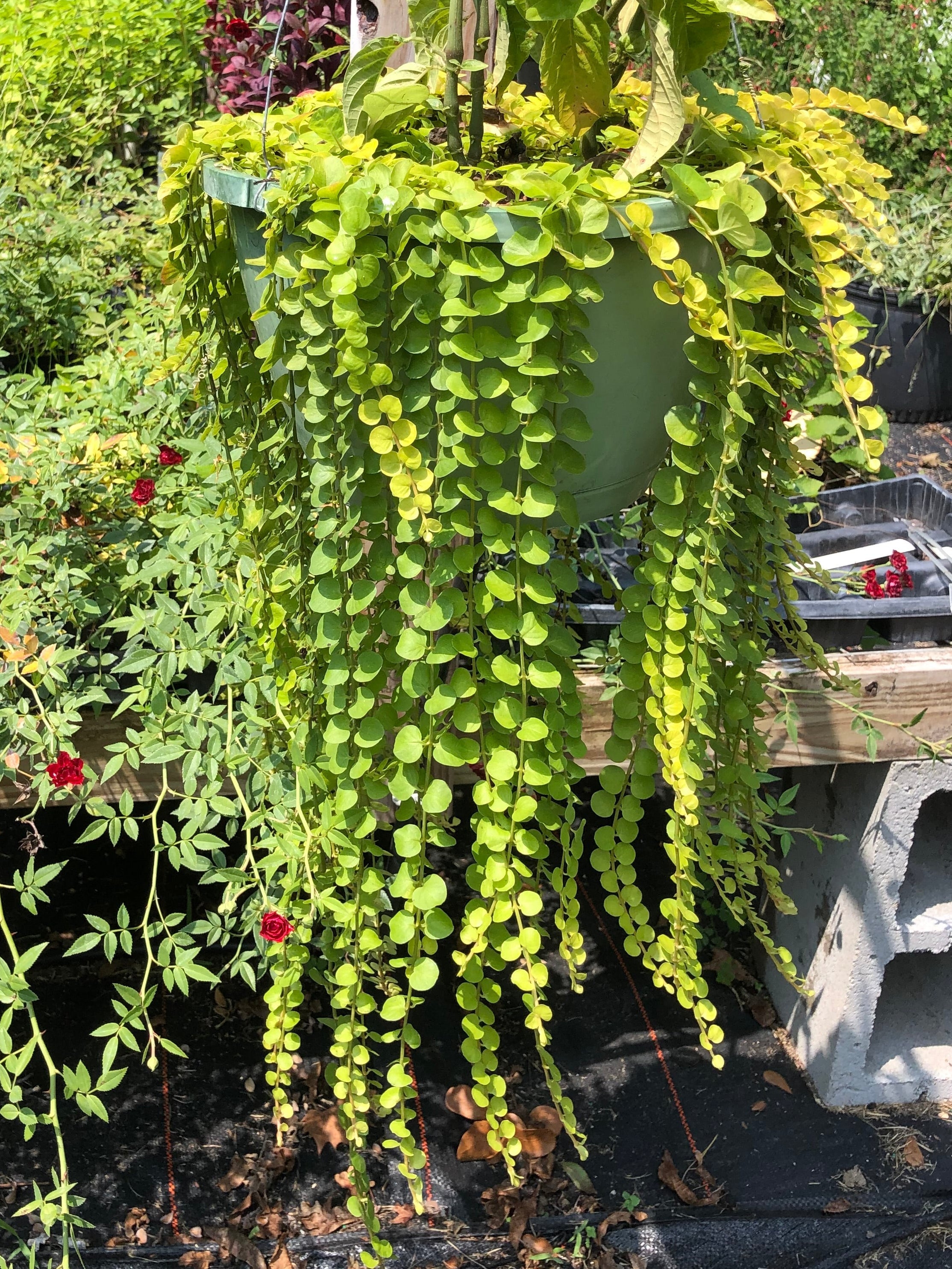 hanging jenny plant Creeping Jenny Ground Cover or Lysimachia nummularia Pint Plant