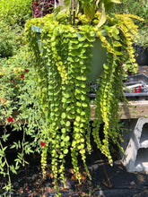 Load image into Gallery viewer, Creeping Jenny Ground Cover or Lysimachia nummularia 2 Pint Plants Southern Flower Garden Southern Flower Garden