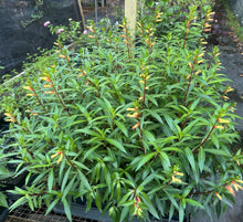 Load image into Gallery viewer, Cuphea micropetala Big Cigar pint plant Southern Flower Garden Southern Flower Garden