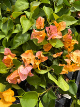 Load image into Gallery viewer, Plants Bougainvillea California Gold Pint Plant Southern Flower Garden Southern Flower Garden