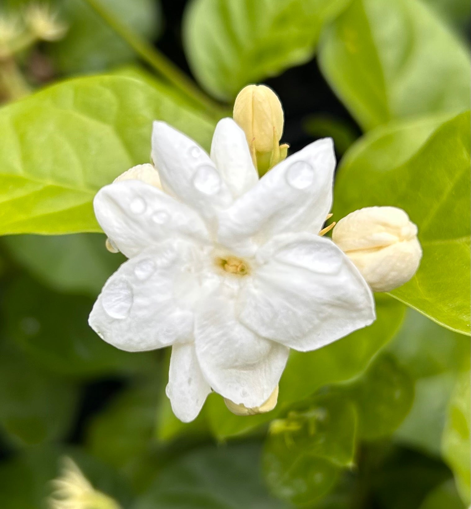 Jasmine Sambac Maid of Orleans Arabian Jasmine Pint Plant