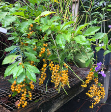 Load image into Gallery viewer, Home & Garden Duranta erecta White Quart Plant Unbranded Southern Flower Garden