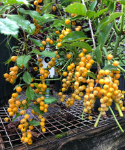 Load image into Gallery viewer, Home & Garden Duranta erecta White Quart Plant Unbranded Southern Flower Garden