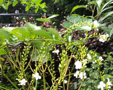 Load image into Gallery viewer, Home & Garden Duranta erecta White Quart Plant Unbranded Southern Flower Garden