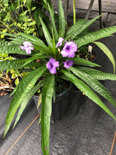 Load image into Gallery viewer, Dwarf Mexican Petunia or Dwarf Purple Ruellia Pint Plant Southern Flower Garden  Southern Flower Garden
