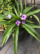 Load image into Gallery viewer, Dwarf Mexican Petunia or Dwarf Purple Ruellia Pint Plant Southern Flower Garden Southern Flower Garden