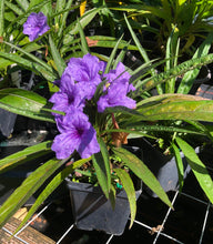 Load image into Gallery viewer, Dwarf Mexican Petunia or Dwarf Purple Ruellia Pint Plant Southern Flower Garden Southern Flower Garden