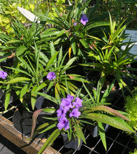 Load image into Gallery viewer, Dwarf Mexican Petunia or Dwarf Purple Ruellia Pint Plant Southern Flower Garden Southern Flower Garden