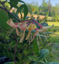 Load image into Gallery viewer, 'Gold Flame' Honeysuckle or Lonicera × heckrottii 'Gold Flame' Pint Plant Southern Flower Garden Southern Flower Garden