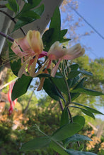 Load image into Gallery viewer, 'Gold Flame' Honeysuckle or Lonicera × heckrottii 'Gold Flame' Pint Plant Southern Flower Garden Southern Flower Garden