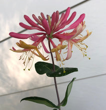 Load image into Gallery viewer, 'Gold Flame' Honeysuckle or Lonicera × heckrottii 'Gold Flame' Pint Plant Southern Flower Garden Southern Flower Garden