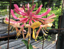 Load image into Gallery viewer, &#39;Gold Flame&#39; Honeysuckle or Lonicera × heckrottii &#39;Gold Flame&#39; Pint Plant Southern Flower Garden  Southern Flower Garden
