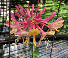 Load image into Gallery viewer, 'Gold Flame' Honeysuckle or Lonicera × heckrottii 'Gold Flame' Pint Plant Southern Flower Garden Southern Flower Garden