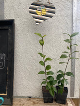 Load image into Gallery viewer, Camellia japonica 'Reverend John Bennett' plant - Very Rare Find Southern Flower Garden Southern Flower Garden