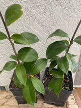 Load image into Gallery viewer, Camellia japonica 'Reverend John Bennett' plant - Very Rare Find Southern Flower Garden Southern Flower Garden