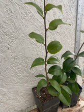 Load image into Gallery viewer, Camellia japonica 'Reverend John Bennett' plant - Very Rare Find Southern Flower Garden Southern Flower Garden