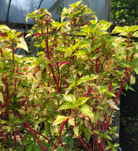 Load image into Gallery viewer, Variegated Bloodleaf or Iresine lindenii variegata Pint Plant Southern Flower Garden Southern Flower Garden
