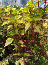 Load image into Gallery viewer, Variegated Bloodleaf or Iresine lindenii variegata Pint Plant Southern Flower Garden Southern Flower Garden